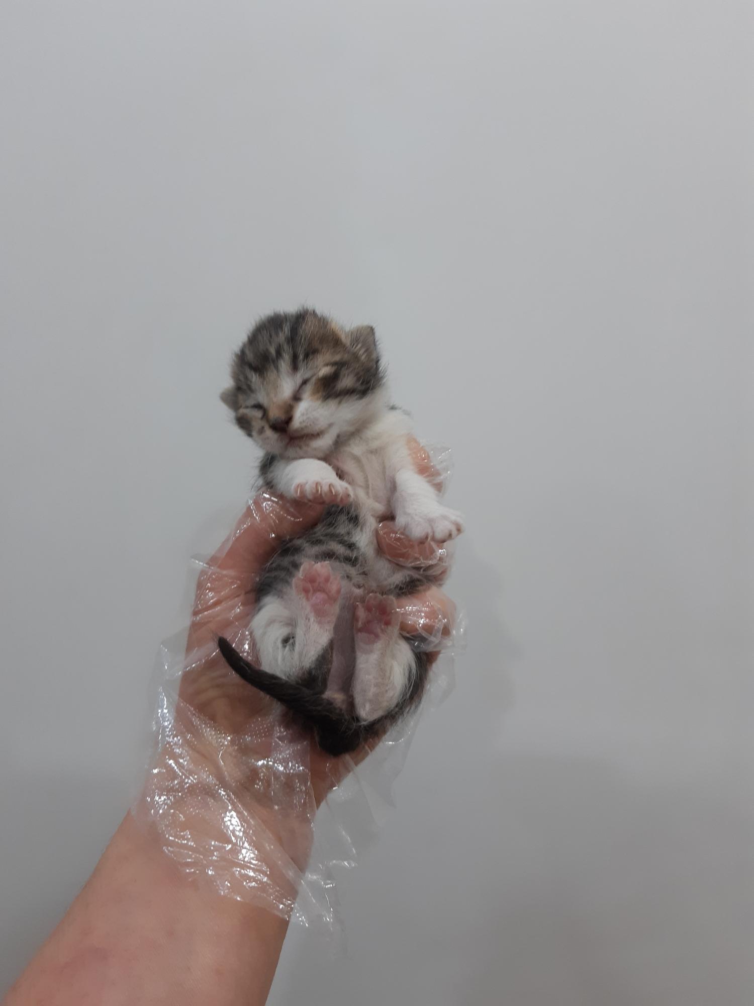 제니스동물병원_427346202300358